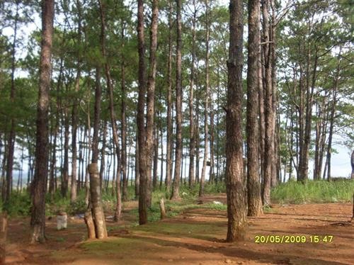 Đắk Nông chấp thuận cho khai thác thí điểm hơn 40ha rừng thông