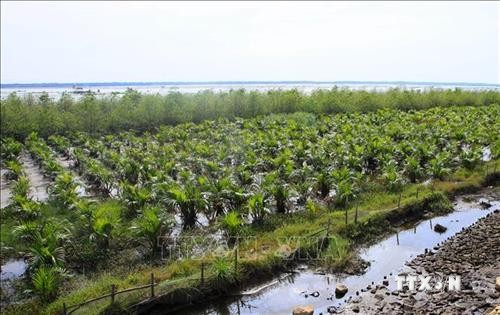 Thanh Hóa dành 93 tỷ đồng trồng, phục hồi rừng ven biển