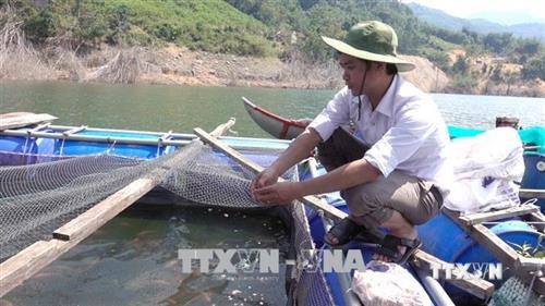 Đề nghị tỉnh Quảng Ngãi hỗ trợ người nuôi cá lồng bè ở huyện Bình Sơn chuyển đổi ngành nghề