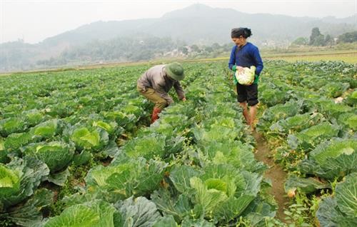 Lào Cai: Nâng cao giá trị sản xuất vụ Đông từ cây trồng mới