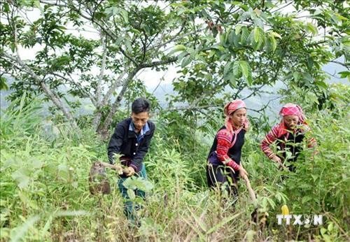 Người dân vùng cao Lai Châu làm tốt công tác bảo vệ rừng