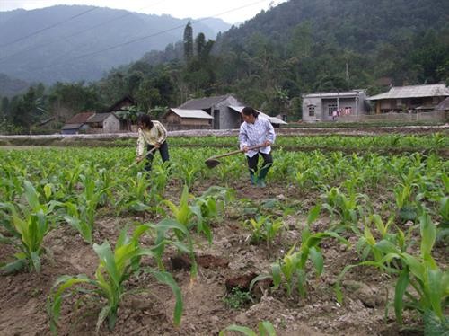 Nông dân huyện miền núi Thạch Thành vượt khó để thoát nghèo