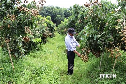  Tây Ninh phát triển nông nghiệp công nghệ cao gắn với chế biến
