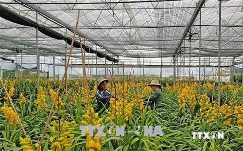 Đà Lạt có khoảng 1.500 ha hoa phục vụ thị trường Tết