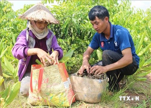Đắk Lắk khuyến cáo người dân thận trọng với cây trồng mới