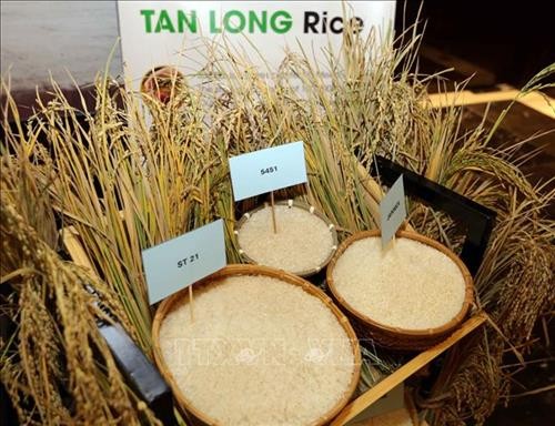 Định vị giá trị và hình ảnh cho sản phẩm gạo Việt Nam
