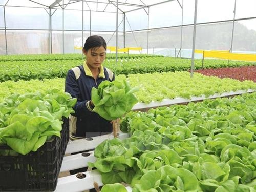 越南注重提升农产品质量安全 促进农业可持续发展