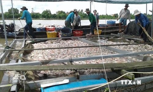 Người nuôi cá bè Đồng Nai được nhận tiền hỗ trợ