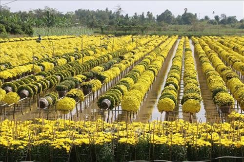 Đồng Tháp trồng hoa cảnh thu hơn 1.500 tỷ đồng