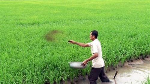 Hà Nam hỗ trợ nông dân sử dụng phân bón vi sinh cho lúa