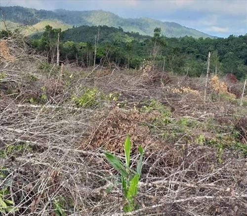 Khởi tố điều tra vụ phá rừng tại huyện Krông Pa