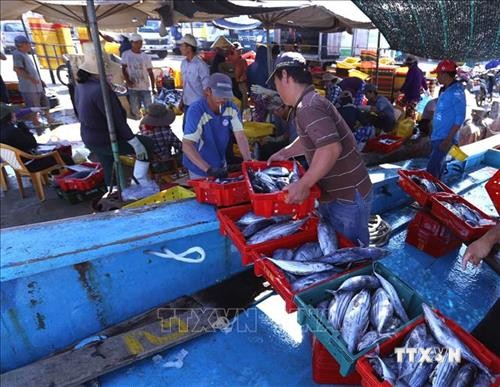 Công bố nhãn hiệu “Cá ngừ đại dương Bình Định”