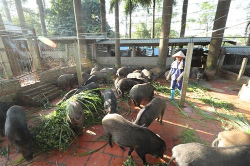 Hà Nội thực hiện các giải pháp ổn định thị trường thịt lợn