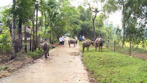 Chương trình 135 góp phần thay đổi diện mạo nông thôn vùng cao Tuyên Quang