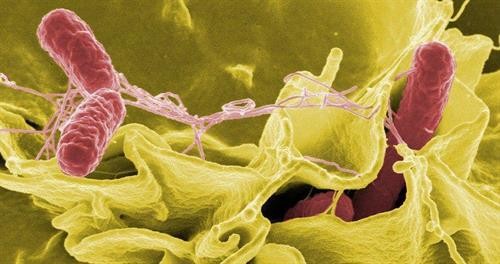 Vụ ngộ độc thực phẩm tại Đắk Lắk: Hơn 200 bệnh nhân nhiễm vi khuẩn Salmonella