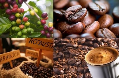 2018年前11月越南咖啡出口量达173万吨 创汇33亿美元
