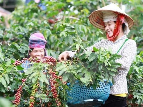 世界胡椒协会代表赴越南进行市场开发