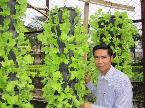 Mô hình trồng rau vườn treo đảm bảo an toàn thực phẩm và bảo vệ môi trường