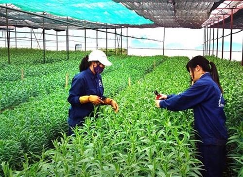 日本援助槟椥省推动有机农业发展