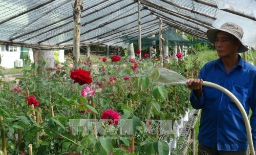 Kỹ thuật trồng và chăm sóc hoa hồng sau Tết