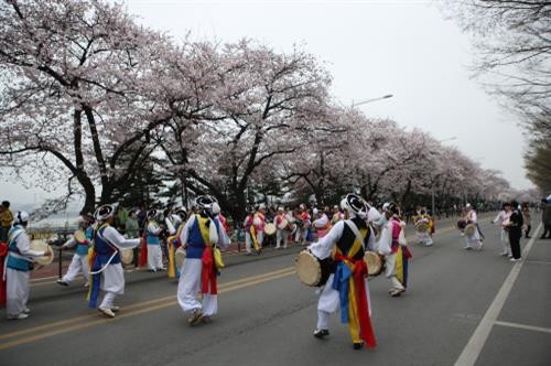 Hai điểm ngắm hoa anh đào hút khách ở Hàn Quốc