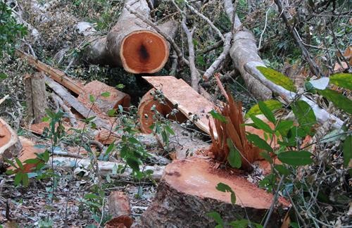 Phát hiện vụ phá rừng quy mô lớn tại Vườn quốc gia Yok Đôn