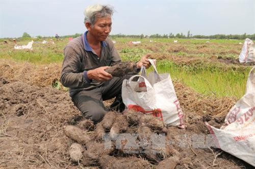 Nông dân Tiền Giang bội thu nhờ khoai mỡ đầu vụ được giá