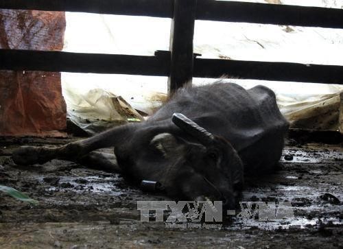 Yên Bái có gần 190 con gia súc bị chết rét