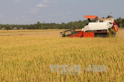 Trà Vinh xây dựng vùng sản xuất lúa an toàn theo công nghệ vi sinh