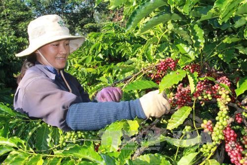 Vùng trọng điểm cà phê Cư M’gar vận động các nông hộ tưới tiết kiệm nước