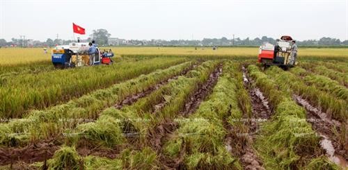 越南农业提出增长目标从2.9至3.05%