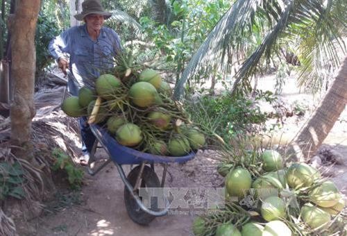 Công bố chỉ dẫn địa lý “Bến Tre” cho dừa tươi uống nước xiêm xanh và bưởi da xanh
