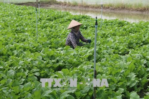 Nông dân Tiền Giang chuyển đổi trồng rau màu để tránh thiên tai