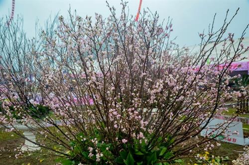  Lễ hội hoa Anh đào – Mai vàng Yên Tử sớm 2 ngày so với dự kiến