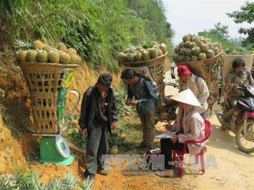Loại trừ nguyên nhân sâu bệnh và thuốc bảo vệ thực vật làm dứa thối tại Bản Lầu- Lào Cai