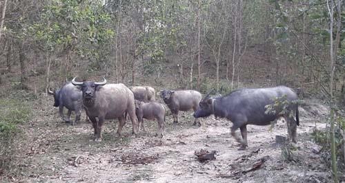 Hiệu quả từ nuôi trâu thả hoang dã của lão nông Nguyễn Văn Mừng