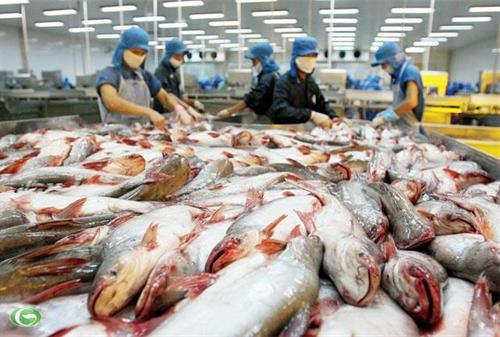 美国对查鱼采取进口限制措施 越南向世贸组织提意见