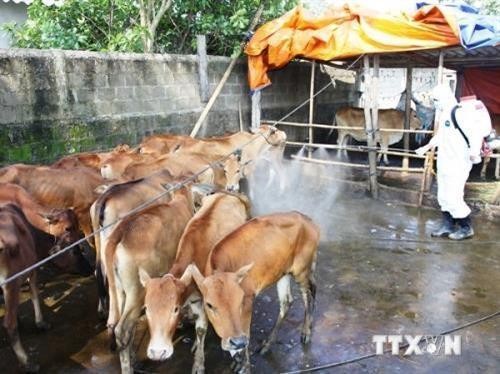 Đắk Lắk dập tắt ổ bệnh lở mồm long móng tại huyện Krông Búk