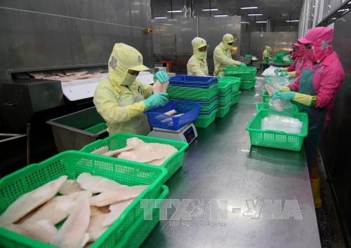Bảo vệ quyền lợi cho các doanh nghiệp xuất khẩu cá tra - basa Việt Nam