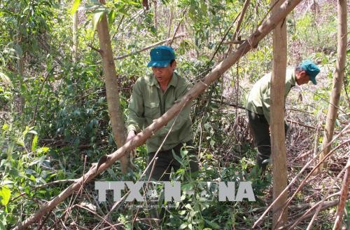 Đắk Lắk yêu cầu các chủ rừng rà soát diện tích rừng tự nhiên bị phá, bị lấn chiếm trái phép