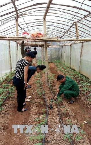 Hỗ trợ cải thiện thu nhập của nông dân thông qua tái thiết nông nghiệp khu vực đồi núi Sơn La