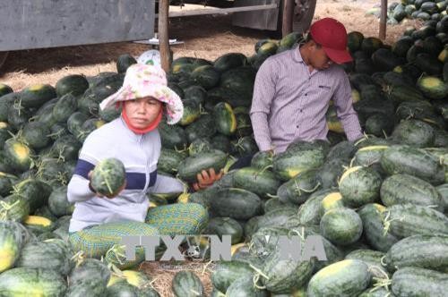 Nông dân Trà Vinh trồng dưa hấu trái vụ lợi nhuận gần 140 triệu đồng/ha