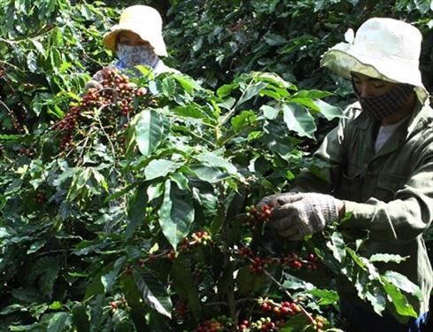 Quảng Trị hỗ trợ tái canh và trồng mới cà phê