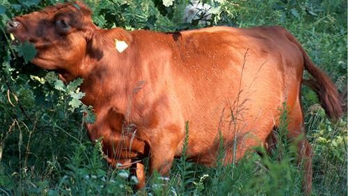 Phòng và trị chứng ngộ độc ở bò