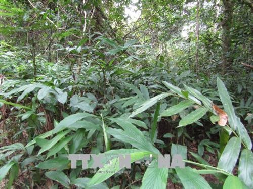 Bảo tồn hai loài cây quý Ba kích và Sa nhân tím tại Khu Bảo tồn thiên nhiên Pù Hu