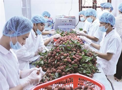 2018年前2个月越南蔬果出口额约6.2亿美元