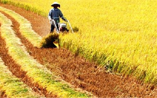 2017-2018年越南南部地区冬春季农作物产量达逾1110万吨