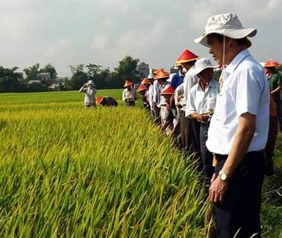 Bình Định hỗ trợ lúa giống giúp đồng bào dân tộc thiểu số phát triển sản xuất