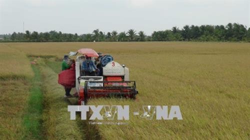 Trà Vinh hỗ trợ nông dân tham gia cánh đồng lớn