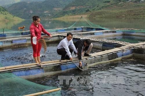 Hiệu quả mô hình nuôi cá lồng vùng lòng hồ thủy điện ở Lai Châu